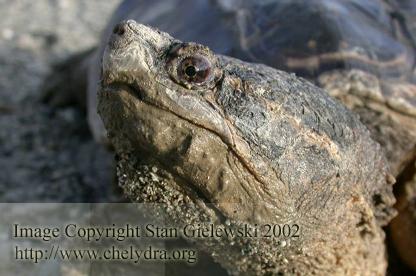  Chelydra serpentina serpentina - Common snapping turtle 