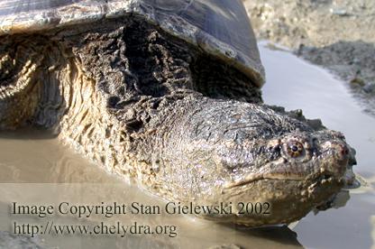  Chelydra serpentina serpentina - Common snapping turtle 