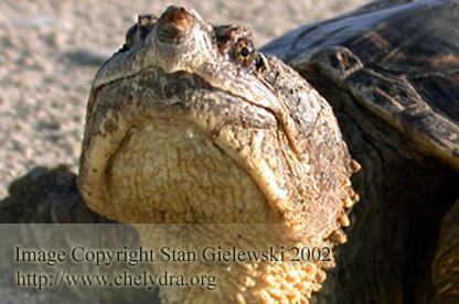  Chelydra serpentina serpentina - Common snapping turtle 