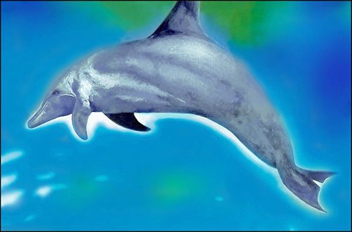 DOLPHIN