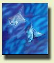Manta Ray