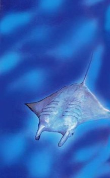 manta rays