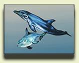 Two Dolphins