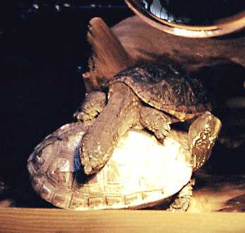 { Snapper & Reeves turtle basking together }