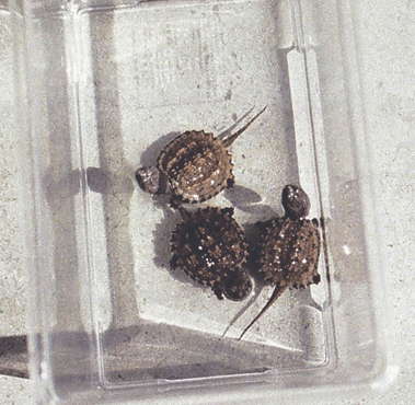 { Hatchlings-Chelydra Serpentina }