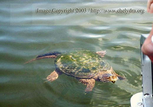  swimming snapping turtle 